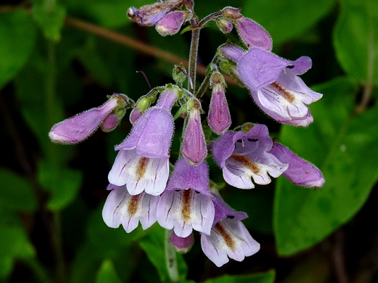 {Penstemon canescens}